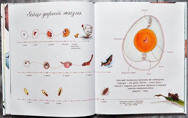 Жуки, пташенята, метелики. Вивчаємо природу разом з дітьми