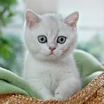 Британська шиншила