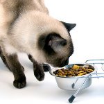 Чим годувати кастрованого кота Чим годувати кастрованого кота