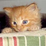 Чим годувати місячне кошеня