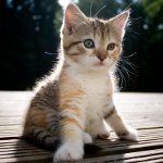 Як визначити стать кошеня? Як визначити стать кошеня?