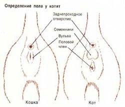 Як визначити стать кошеня?