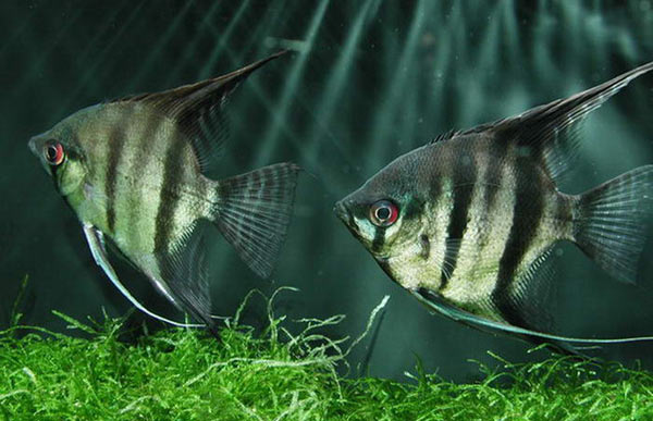Як підібрати раціон для акваріумних рибок?
