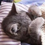Кальцівіроз у кішок Кальцівіроз у кішок