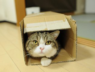 Кот Мару - зірка інтернету Кот Мару - зірка інтернету