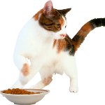 Кот нічого не їсть