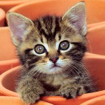 Кошеня чхає: що робити? Кошеня чхає: що робити?
