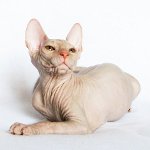Коти сфінкси. Як доглядати за сфінксом?