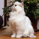 перська шиншила