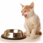 Харчування кошенят. Чим годувати кошеня?