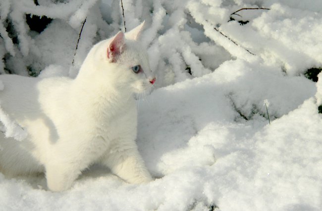 Породи білих кішок