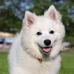 Породи собак: американський шпіц