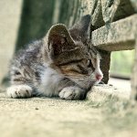 Пропала кішка: що робити?