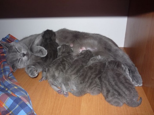 Пологи у кішок