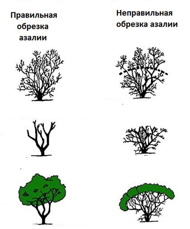 Азалія кімнатна - правила догляду в домашніх умовах (відео, фото)