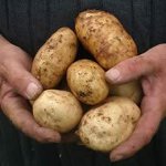 хвороби картоплі