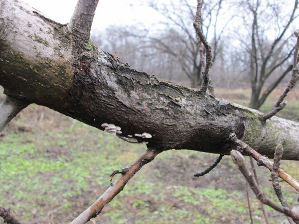 Швидка допомога для саду або Хвороби яблунь і їх лікування