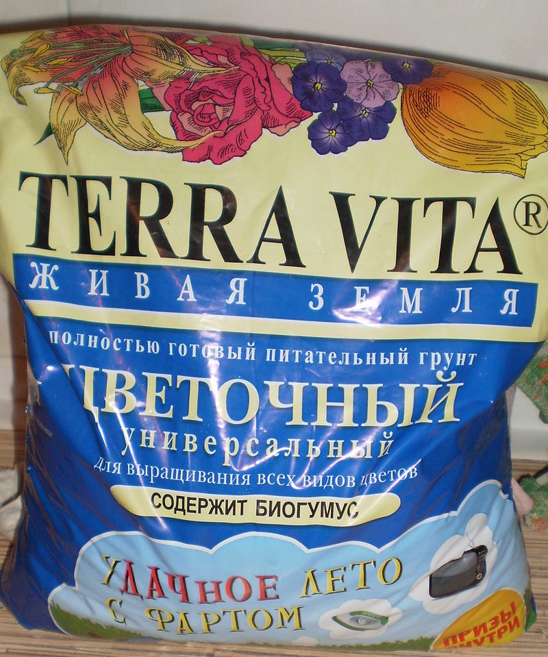 Гіацинт в домашніх умовах