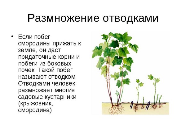 Йошта - незвичайний симбіоз смаку і користі