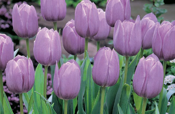 Як правильно зберігати цибулини квітів: лілій, тюльпанів, гіацинтів