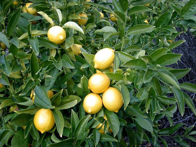 Як виростити лимон в домашніх умовах?