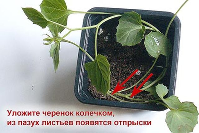 Догляд за кампанула