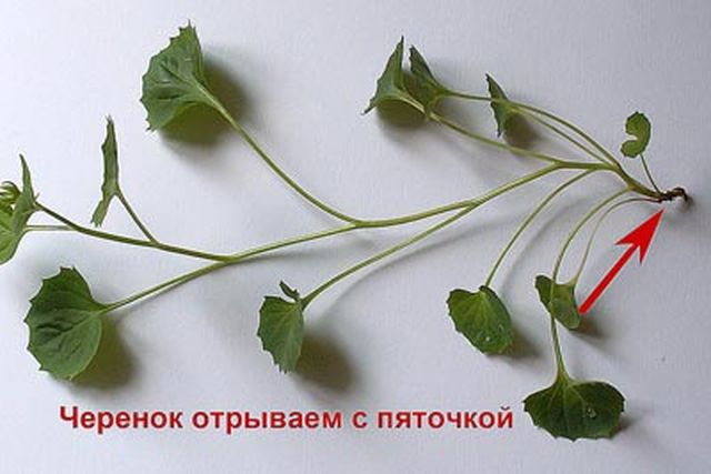 Догляд за кампанула