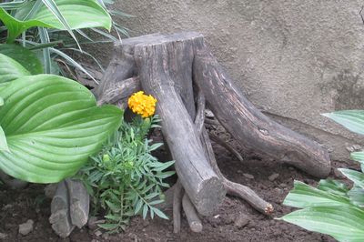 Клумба з лози своїми руками