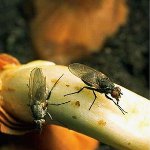 Цибулева муха Цибулева муха