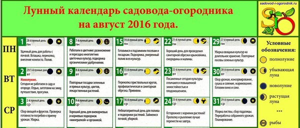 Місячний календар городника на серпень 2016 року для Підмосков'я, середньої смуги Росії, Уралу, Сибіру, Північно-Заходу, Білорусії і Україн Місячний календар городника на серпень 2016 року для Підмосков'я, середньої смуги Росії, Уралу, Сибіру, Північно-Заходу, Білорусії і Україн