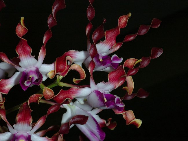 Орхідея дендробиум