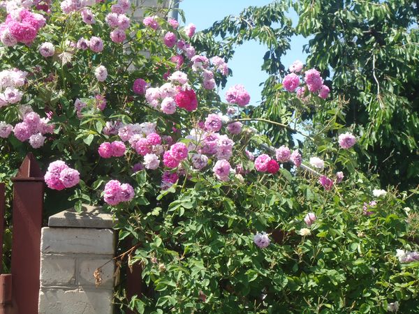 Посадка і догляд за плетистой трояндою