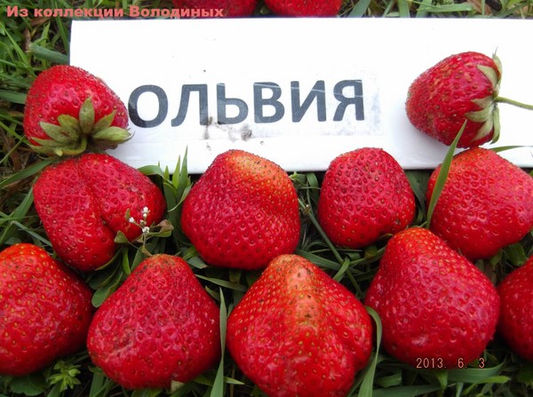 Кращі сорти полуниці - опис, особливості, фото
