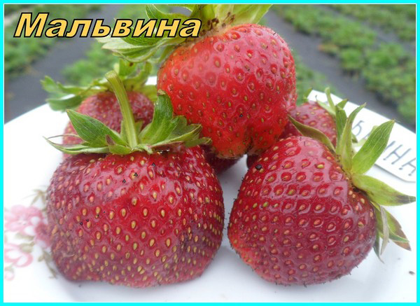 Кращі сорти полуниці - опис, особливості, фото
