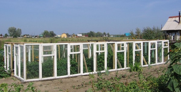 Теплиця з віконних рам своїми руками - покрокові інструкції з фото і відео