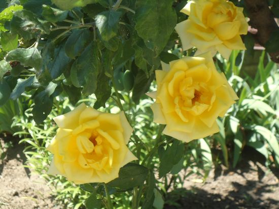 Догляд за садовими трояндами - основні правила. Догляд за садовими трояндами і рекомендації по посадці.