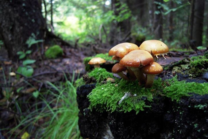 Азбука грибника: гриби помилкові і складні, фото