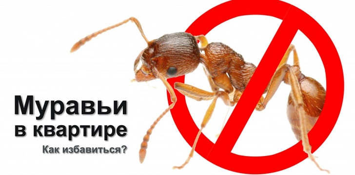 Як позбутися від мурашок?