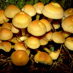 Як солити опеньки на зиму - фото рецепт засолювання грибів