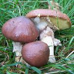мариновані маслюки